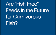 Join F3 webinar on emerging trends in alternative feeds for carnivorous fish