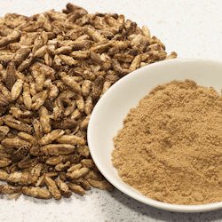 UK research project to lower cost of insect feed production