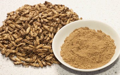 UK research project to lower cost of insect feed production