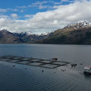 Multi X partners with BioMar to test insect meal in salmon feeds