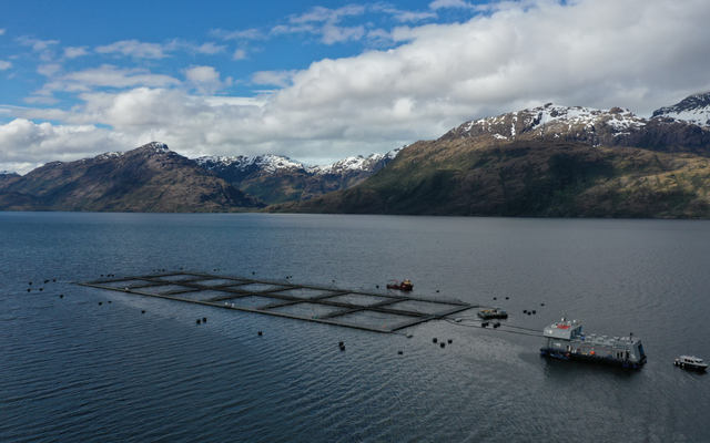 Multi X partners with BioMar to test insect meal in salmon feeds