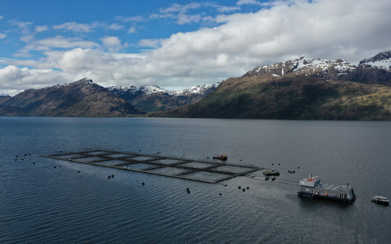Multi X partners with BioMar to test insect meal in salmon feeds