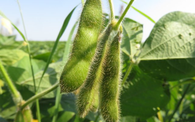 FEFAC unveils a renewed soy benchmarking tool