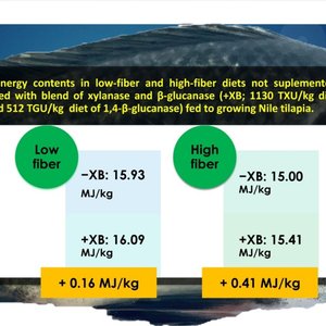 Top-spraying enzymes improve digestibility in high-fiber feeds in Nile tilapia