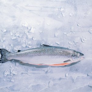 American Heart Association certification for algae-fed salmon