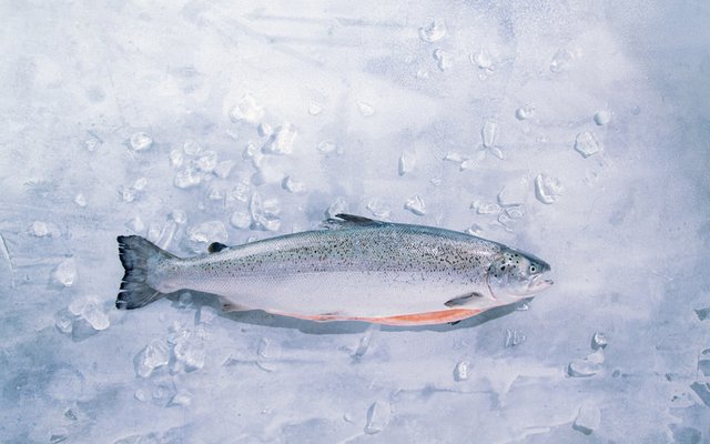 American Heart Association certification for algae-fed salmon