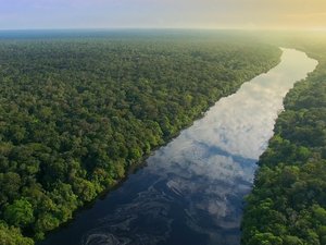 LDC commits to zero deforestation and native vegetation conversion in its supply