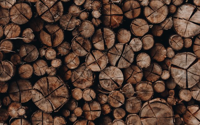 Arbiom achieves milestone in scale-up of wood-to-food technology