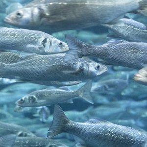 How alternative ingredients affect fecal waste in European seabass?