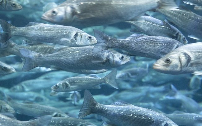 How alternative ingredients affect fecal waste in European seabass?