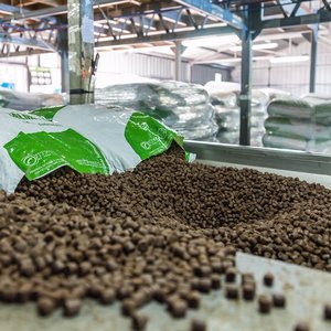 Salmofood aims for a fish-free salmon feed