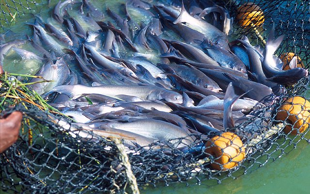 New challenge to prevent catfish off-flavor