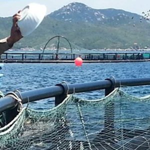 Green bonds could help solve aquacultures greatest expense