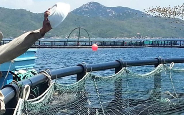 Green bonds could help solve aquacultures greatest expense