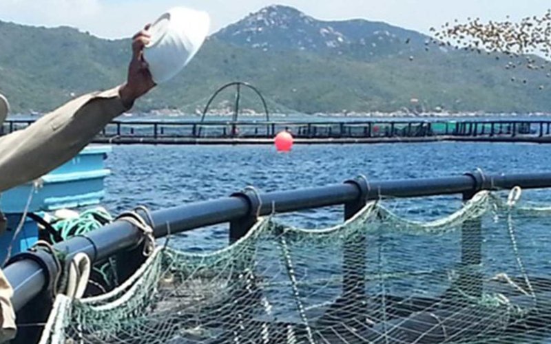 Green bonds could help solve aquacultures greatest expense