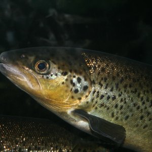 Protease supplementation improves trout ingredients digestibility