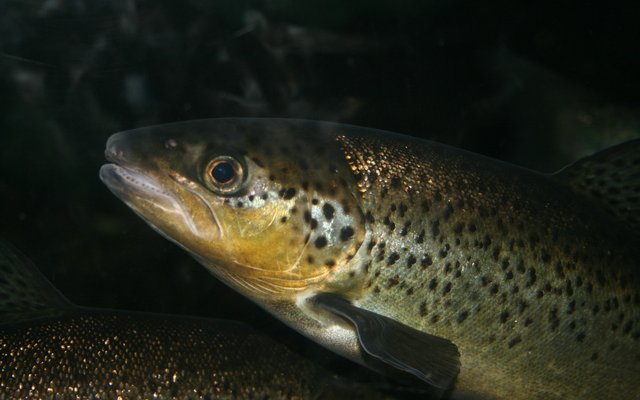 Protease supplementation improves trout ingredients digestibility