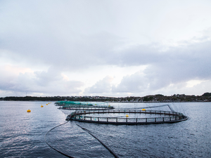 Alltech Coppens releases sustainability report