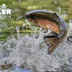 Aller Aqua and BioRefine test green protein made of grass