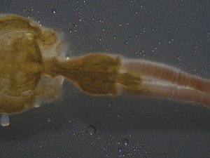 Functional additive to protect against sea lice infestation
