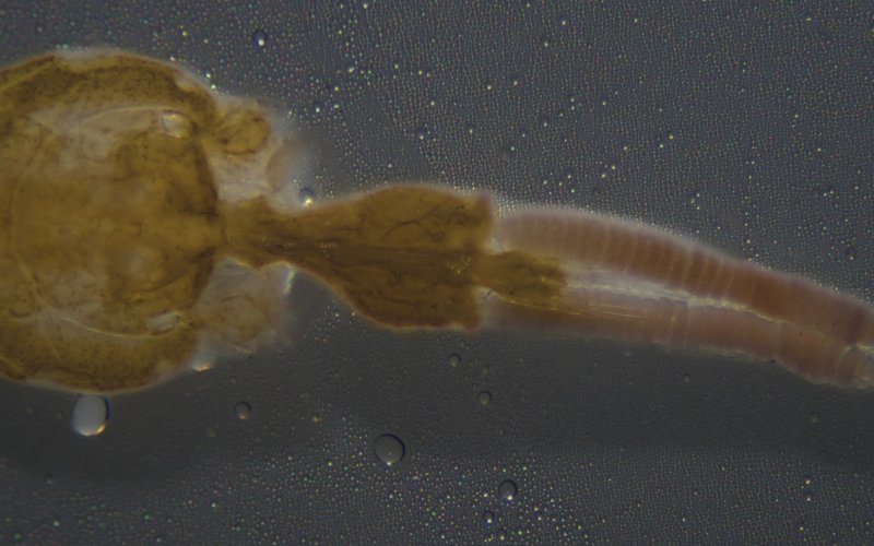 Functional additive to protect against sea lice infestation