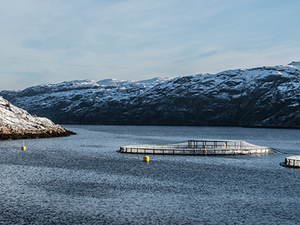 Russian salmon and trout production on the rise