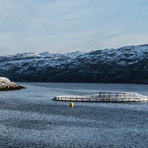 Russian salmon and trout production on the rise