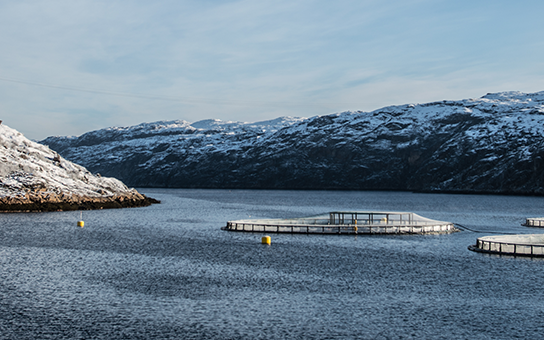 Russian salmon and trout production on the rise