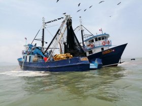 Panama fishmeal and fish oil producers work towards Marine Trust certification - case study