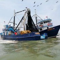 Panama fishmeal and fish oil producers work towards Marine Trust certification - case study