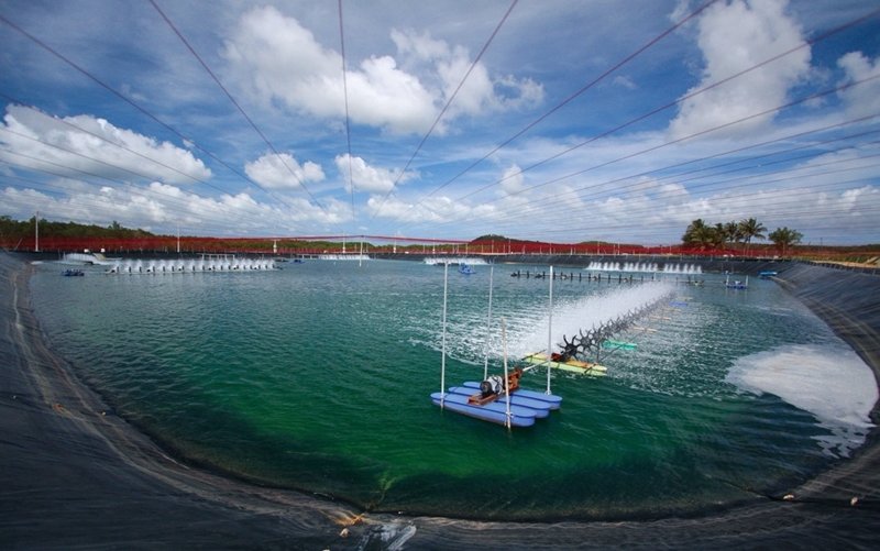 Thai farmed shrimp achieves Yellow Good Alternative from Seafood Watch