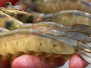 Menons protein ingredient replaces fishmeal while improving immune system in shrimp