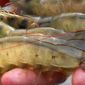 Menons protein ingredient replaces fishmeal while improving immune system in shrimp