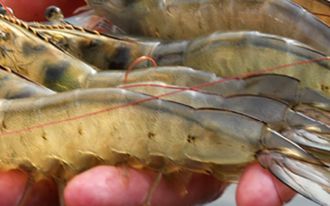 Menons protein ingredient replaces fishmeal while improving immune system in shrimp