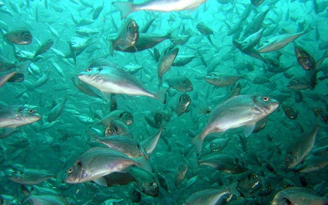 Feed additive with essential oils controls ectoparasite outbreaks in gilthead sea bream