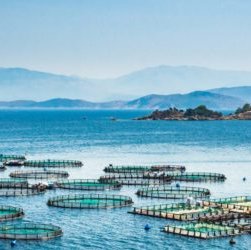 Open call for The Global Aquaculture Challenge