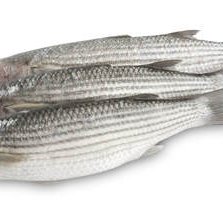 What is the best weaning diet for grey mullet?