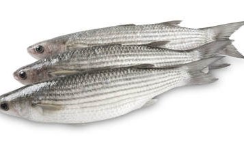 What is the best weaning diet for grey mullet?
