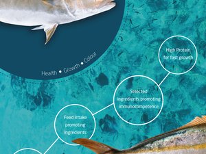 Aquasoja introduces new feed solution for Seriola growers