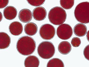 AstaReal AB launches astaxanthin brand NOVASTA® in the European market
