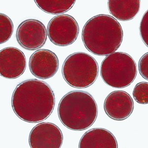 AstaReal AB launches astaxanthin brand NOVASTA® in the European market