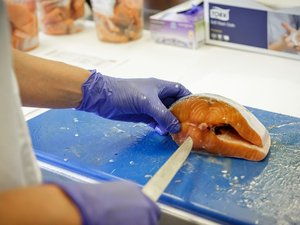 No illegal and veterinary drugs in Norwegian farmed fish