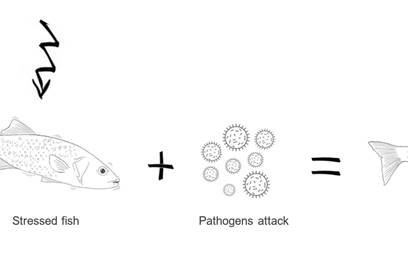 Aquasoja feed ranges support fish under stress