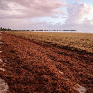 Seaweed extracts to tackle Vibrio infections in shrimp