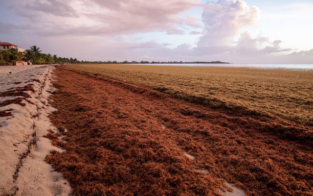 Seaweed extracts to tackle Vibrio infections in shrimp