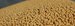 Nutritional and economic differences in soybean meal from different countries