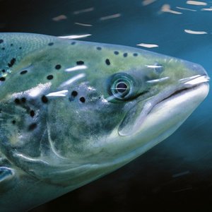 Skretting Chile shares salmon results for 2019 season