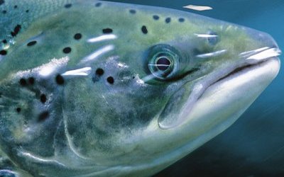 Skretting Chile shares salmon results for 2019 season