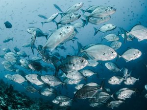 Seafood to increase by 44 million tons by 2050