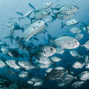 Seafood to increase by 44 million tons by 2050